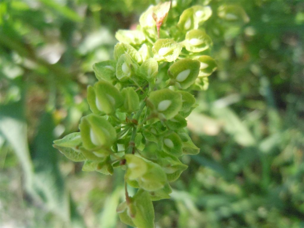Rumex crispus